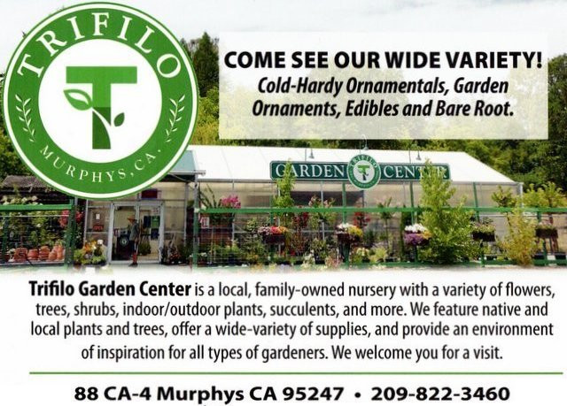 The Trifilo Garden Center is Your Holiday & Nursery Headquarters (Open Wed, Thurs, Fri, Sat, Sun!))