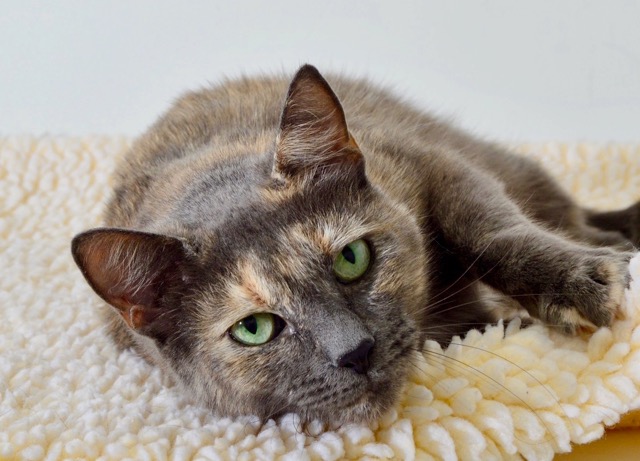 Lindsay is Your Calaveras County Animal Services  Pet of the Week