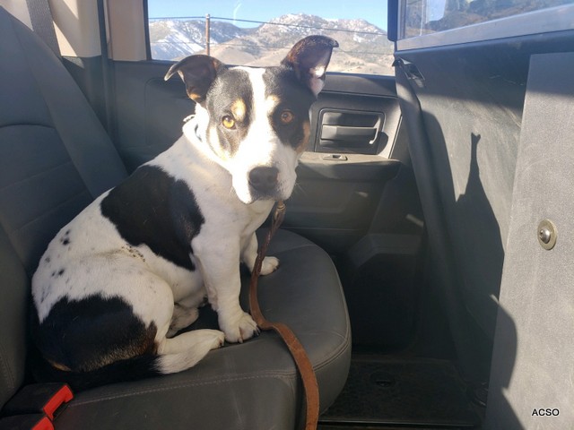 Help the Alpine County Sheriff’s Office Return a Pet!