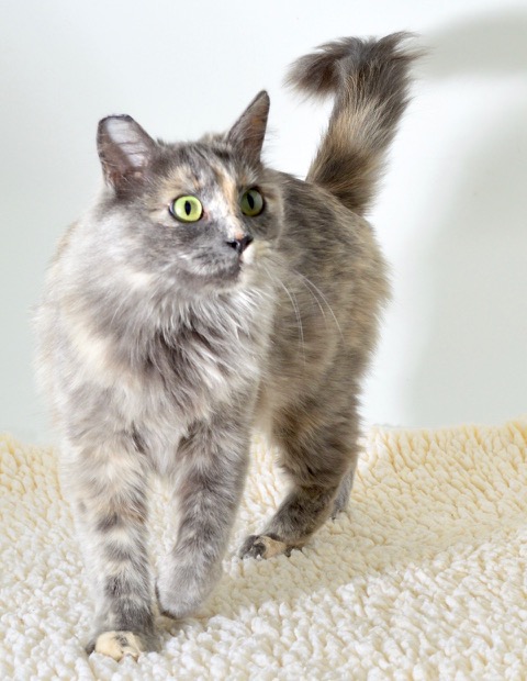Sprinkles is Your Calaveras County Animal Services Pet of the Week!