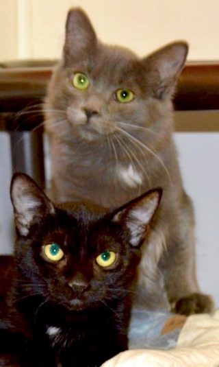 These Two Beautiful Kittens Are Your Calaveras County Animal Services Pets of the Week!