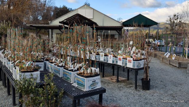 Trifilo Garden Center is Open for Your Essential Nursery Needs!  Get Ready for Spring!