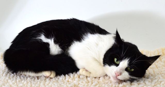 Oreo is Your Calaveras County Animal Services Pet of the Week!