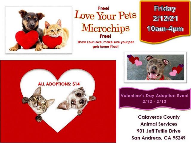 Valentine’s Day Event FREE Microchips & Valentine’s Day Adoption Special!!
