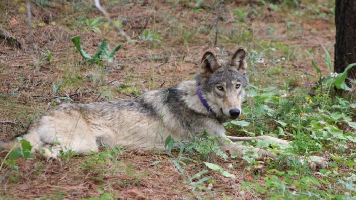 Oregon Wolf Makes Historic Journey to California, Raising Conservation Hopes ~ Olivia Rosane
