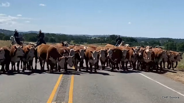 The Annual La Grange Cattle Crossing is a Great Spring Event!