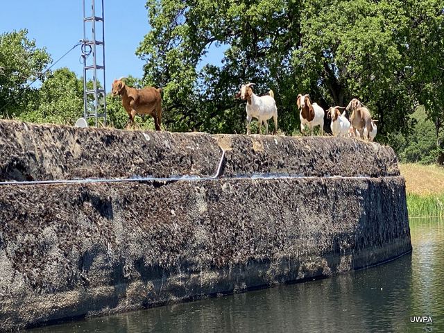 Water, Power & Goat Crossings from UWPA