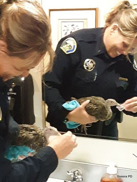 Sonora Police Dept Helps with a Poult Rescue
