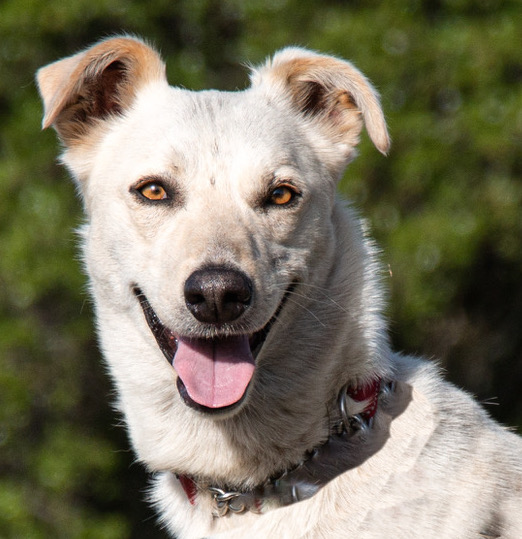 Cloud is Your Calaveras County Animal Services Pet of the Week