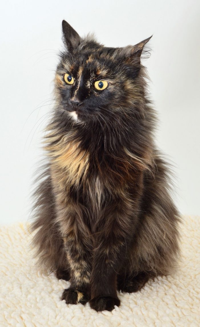 Cleopatra is Your Calaveras County Animal Services Pet of the Week