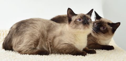 Adopt Us! Ben & Jerry Are Your Calaveras County Pets of the Week!
