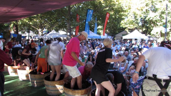(Canceled Due to COVID) The CWA’s 28th Annual “Calaveras Grape Stomp” at Murphys Community Park!  (2019 Photos & Video to Get You Ready for 2022!!)