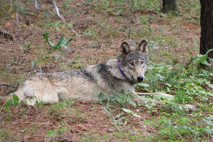 Young Grey Wolf OR93 from Oregon Struck & Killed by Vehicle on I-5 In Kern County