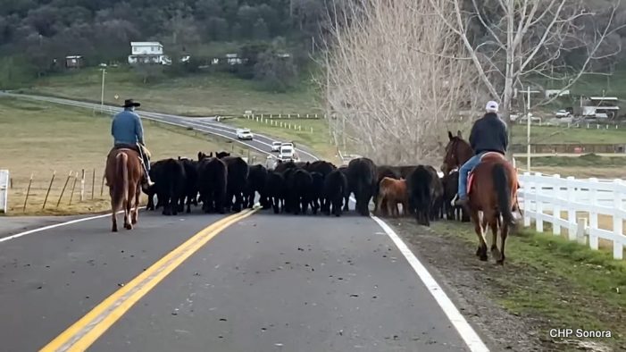 Nothing like a Cattle Drive on a Friday Morning in Tuolumne County