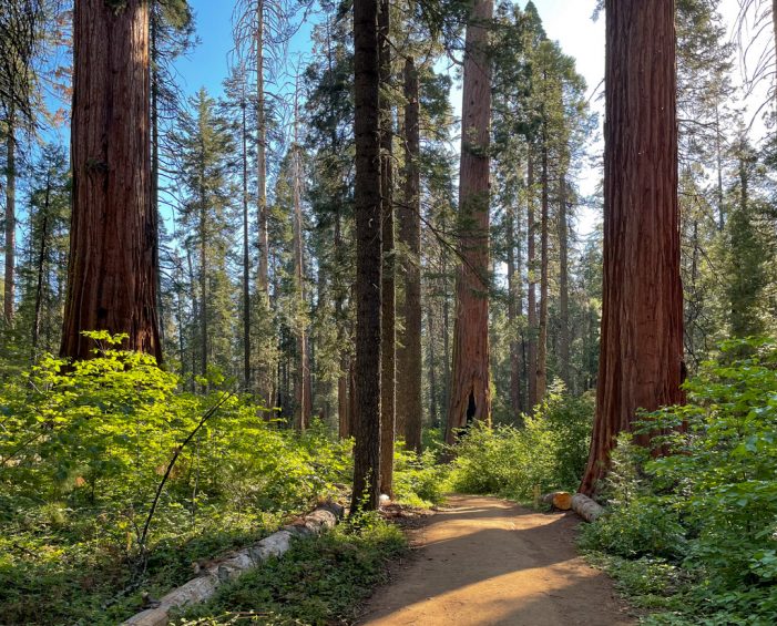CA Parks Urged to Immediately Mobilize Forest Crews to Save Giant Sequoias in Calaveras Big Trees State Park