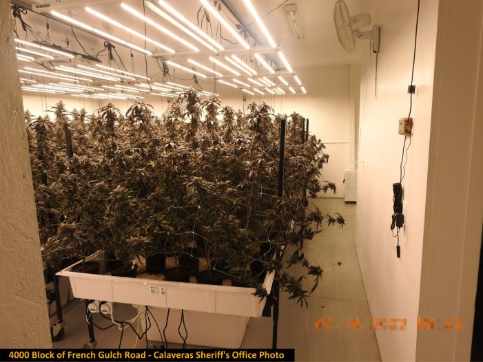 $7,710,900 of Marijuana Seized in Latest Raids of Illegal Grows