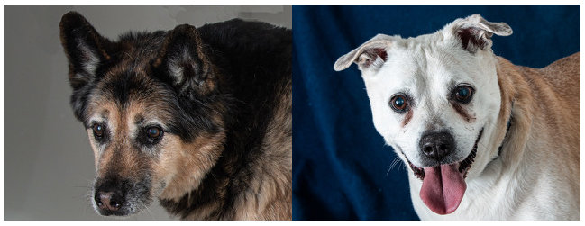 Got Room for a Couple of Lovebugs?   Adopt These Bonded Buddies Today!