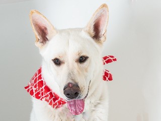 Adopt Me, Luke!! The Pet of the Week!