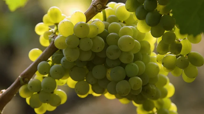 Calaveras Wine Varietal Spotlight Series: “Albariño” ~ CWA Feature by Mark Silverstone