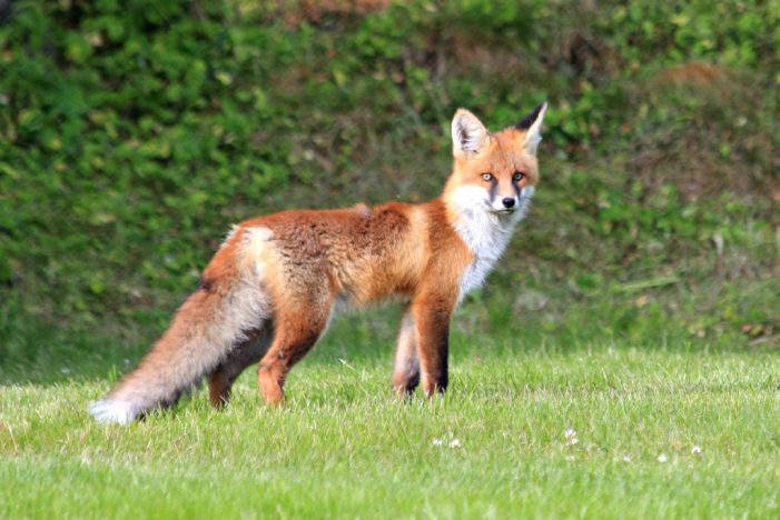 Rabid Fox in Plymouth Area & Rabies in Wildlife Continues to Pose Risk to Pets, People