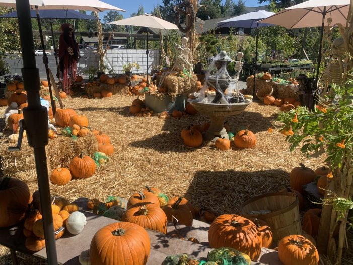 Your Pumpkin Patch Awaits at Trifilo Garden Center
