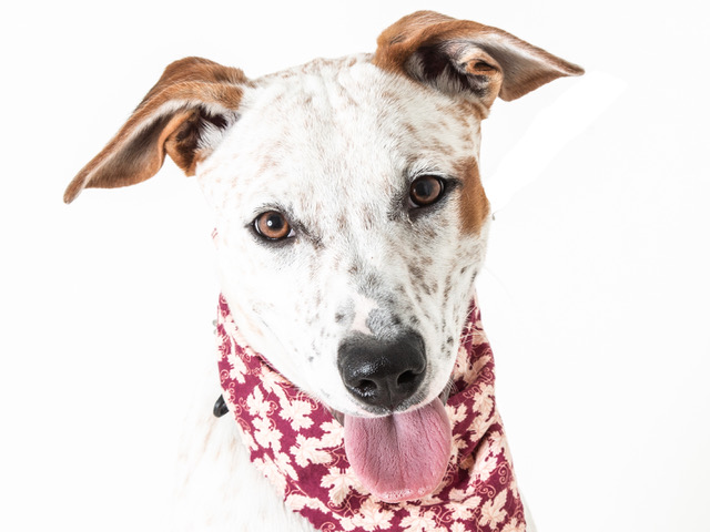Your New Best Friend Awaits!  Take Dottie Home With You!