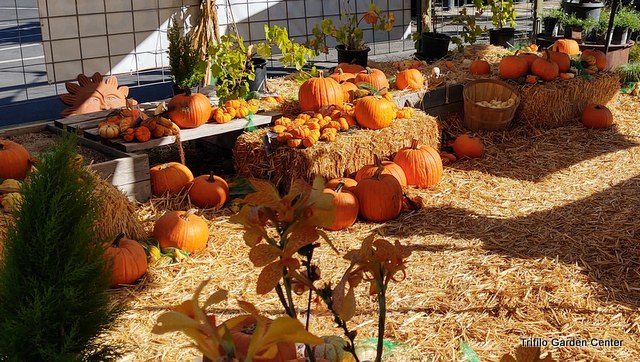 Your Pumpkin Patch Awaits at Trifilo Garden Center
