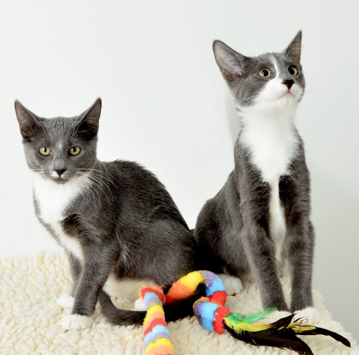 Pistol and Marilyn for Last Week’s Pet of the Week!