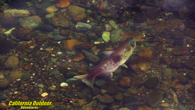 Chinook Salmon Spawning Process at the Mokelumne River Hatchery