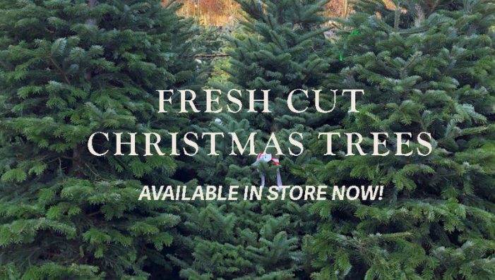 Your Christmas Tree Awaits at Trifilo Garden Center