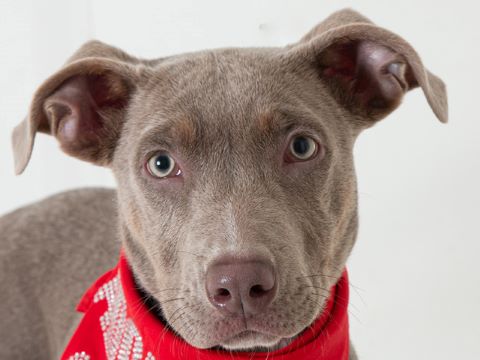 Meet Your Pet of the Week, Miss Piper!