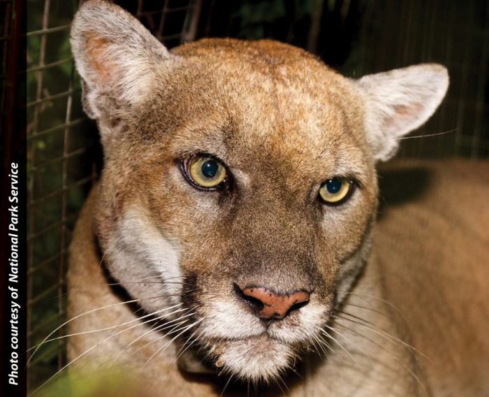Agencies Team Up To Evaluate Mountain Lion That Attacked Pets