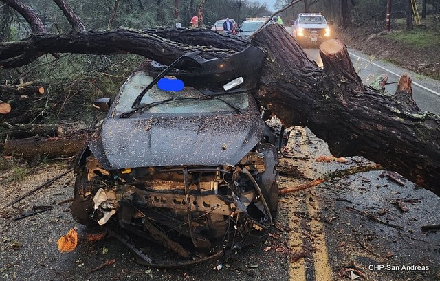 Lucky Driver Escapes Injury in Vehicle vs Tree Collision