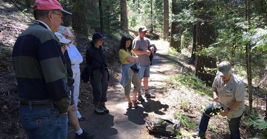 “Get to Know Your Conifers” Guided Nature Walk  Saturday April 15th