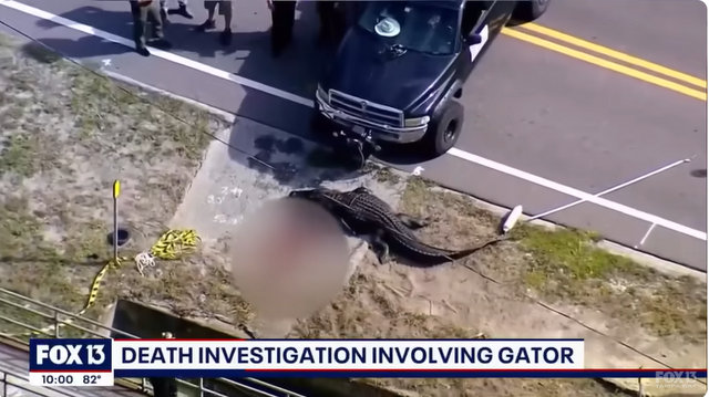 All Things Considered a Bear Problem Seems Better as Gator Involved in Florida death