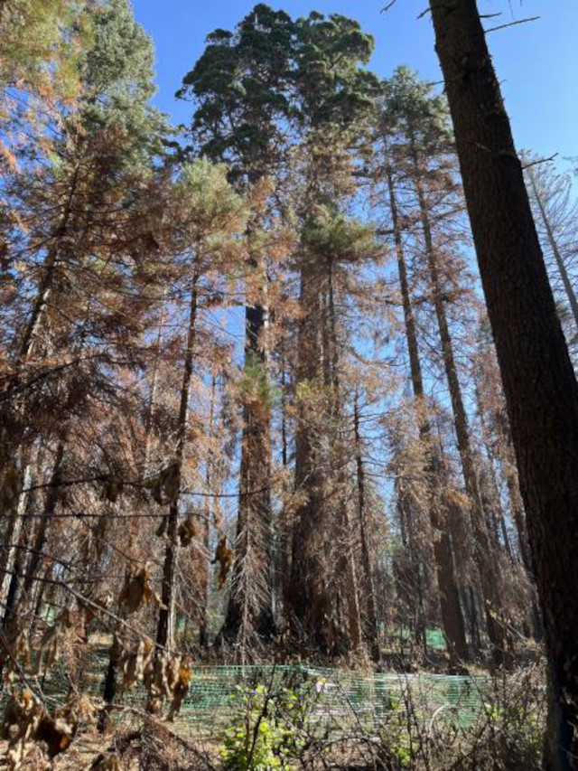 Calaveras Big Trees’ Orphans Live On!  More Big Trees State Park Prescribed Burns Planned