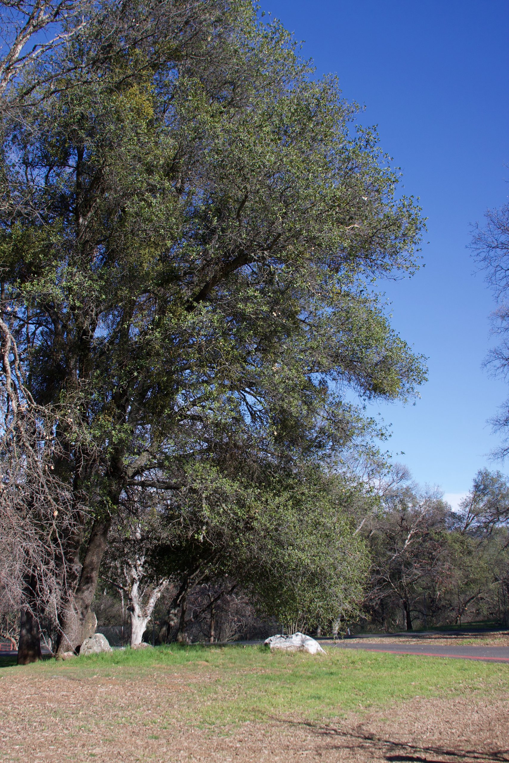 Pete's Place, Valley Springs - Calaveras Heritage Council