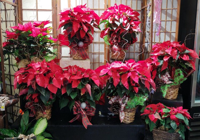 Your Poinsettias Await at Blooms and Things!  Available for Pick Up or Local Delivery!