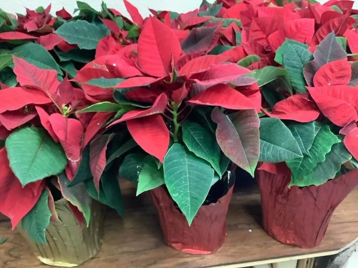 Your Poinsettias Await at Blooms and Things!  Order Yours Today!