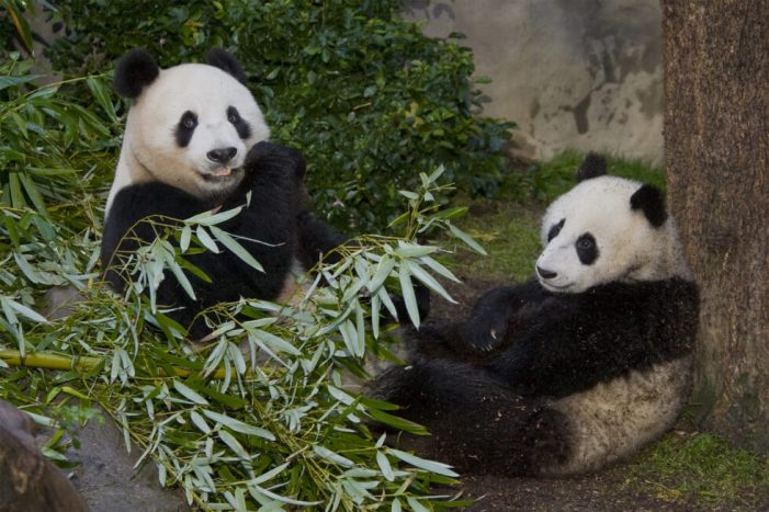 Giant Pandas Set to Return to California