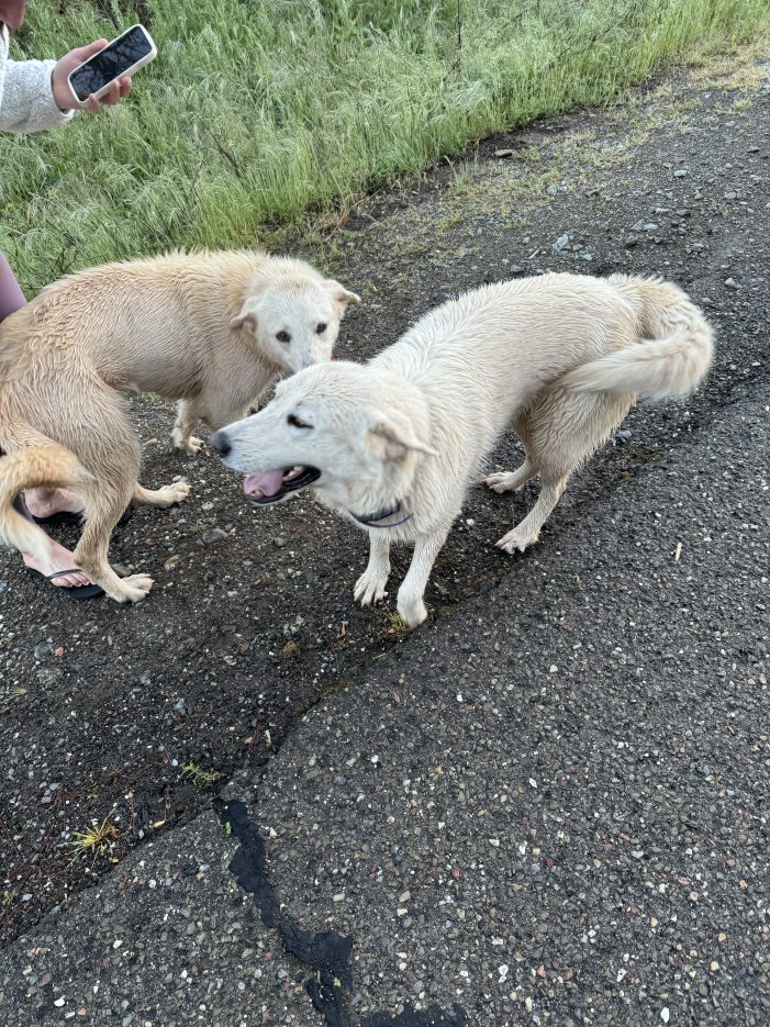 Lost Dogs on Muprhys Grade Road (Updated….Owners Found)