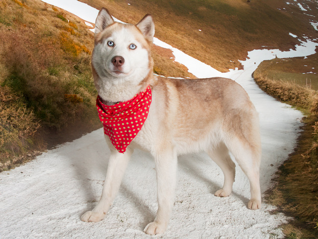 Elsa is a Beautiful Siberian Husky and Wants to Join Your Family!