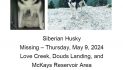 Help Atka the Siberian Husky Make it Home!