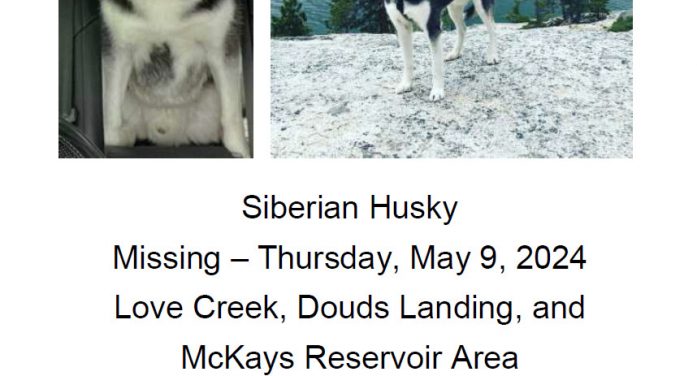 Help Atka the Siberian Husky Make it Home!
