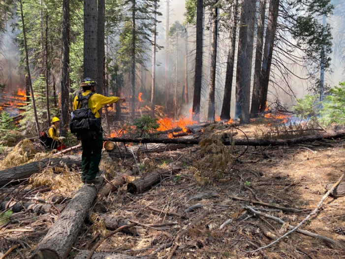 California State Parks Plans Prescribed Burn at Calaveras Big Trees State Park