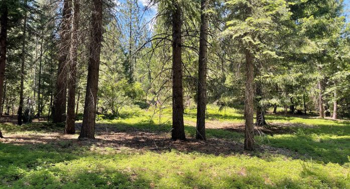 Price Dropped to $348k.  Rare 13.82 Acre Parcel in the Heart of Arnold! The Possibilities are Endless!! Call Toby Today at 209.768,8629