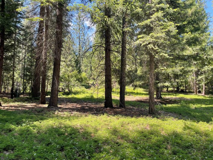 Rare 13.82 Acre Parcel in the Heart of Arnold!  The Possibilities are Endless!!  Call Toby Today at 209.768,8629