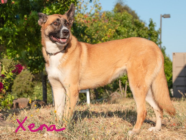Take Miss Xena Home Today!