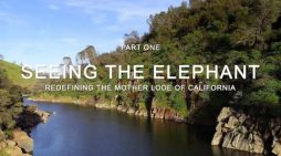 “Seeing the Elephant” Part One