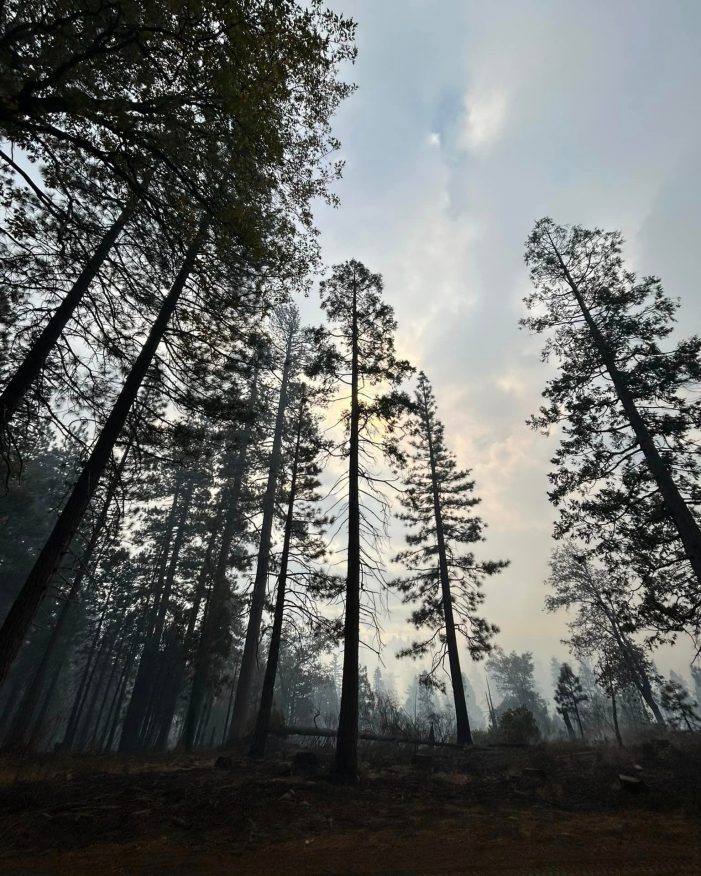 Over 400 Acres of Big Tree State Park Prescribed Burn Already Completed